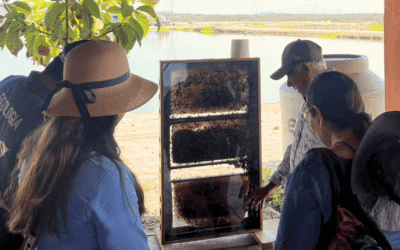 Impulsan conservación de manglares en Mazatlán con alianza UPSIN y Ecología